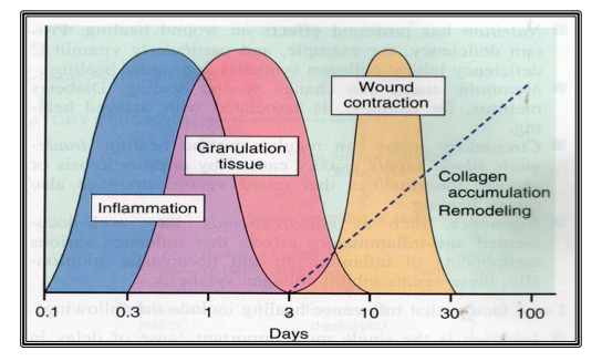 Wound Care: Basics Concepts and Treatments