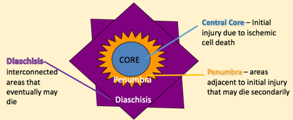 Diagram detailing the series of events that occur after a central nervous system injury including central core, Penumbra, and diaschisis