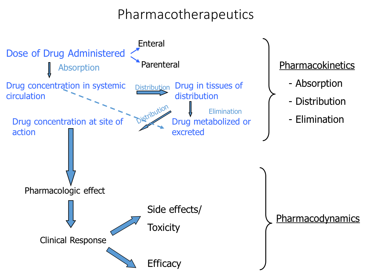 Diagram detailing the processes of pharmacokinetics and pharmacodynamics