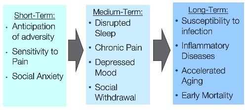 Short-term, medium-term, and long-term cognitive, emotional, and health effects of adversity/stress.