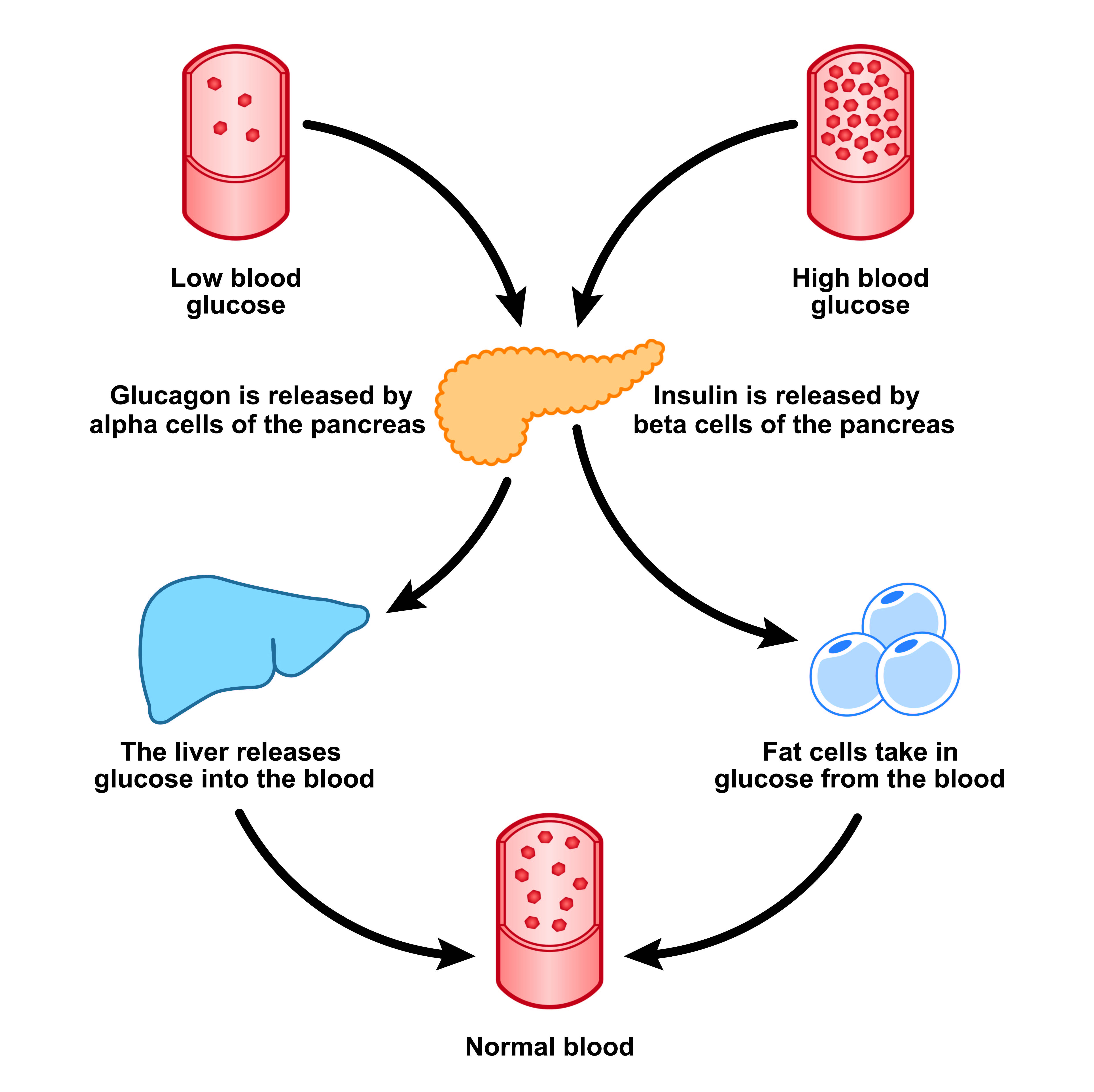 llustration of the homeostatic feedback loop the body uses to maintain normal blood glucose levels, showcasing how the pancreas acts as the central control center.